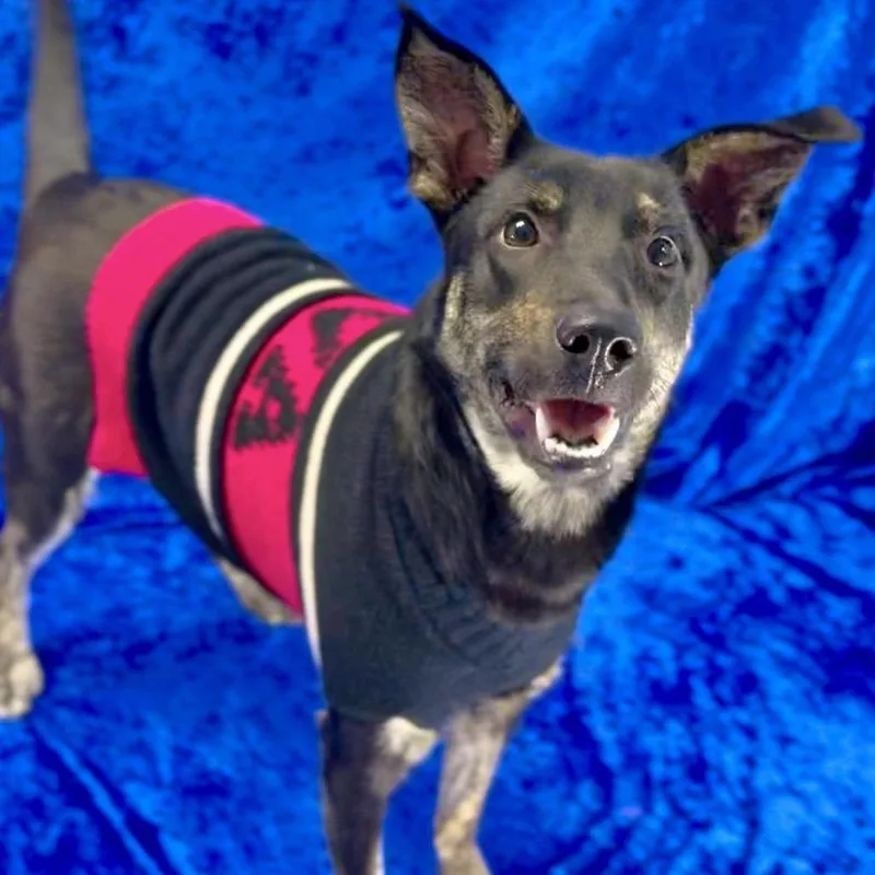 A young medium-sized female Black Mixed Breed dog named Strawberry Shortcake for adoption in Washington Township, OH