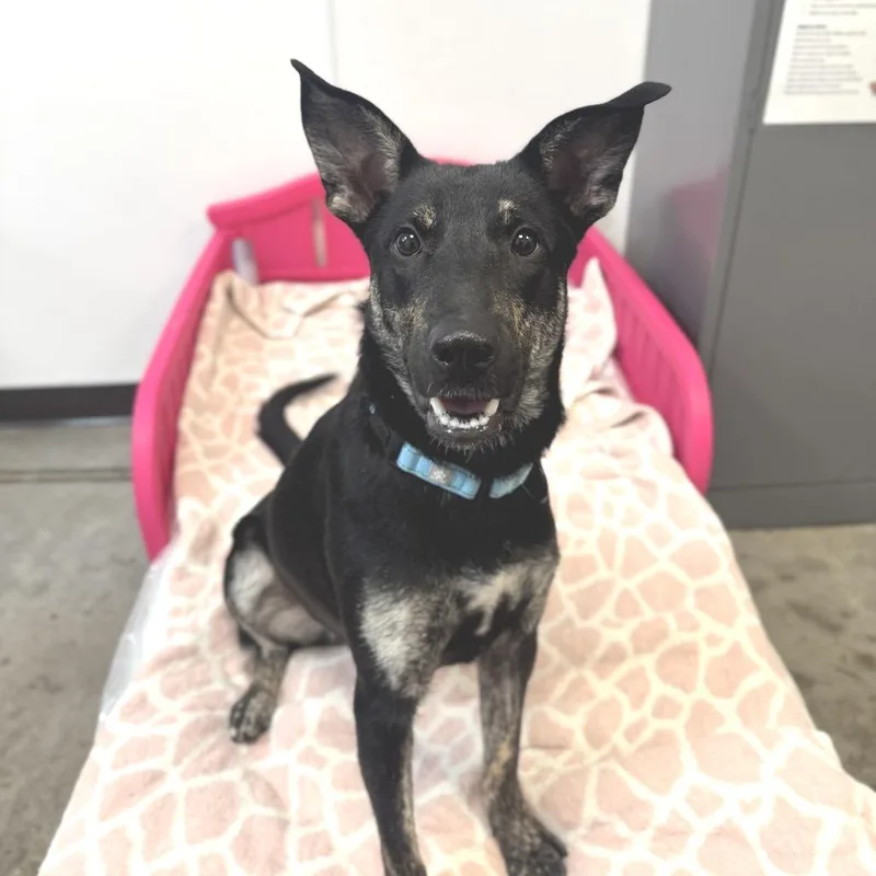 Strawberry Shortcake thumbnail 2