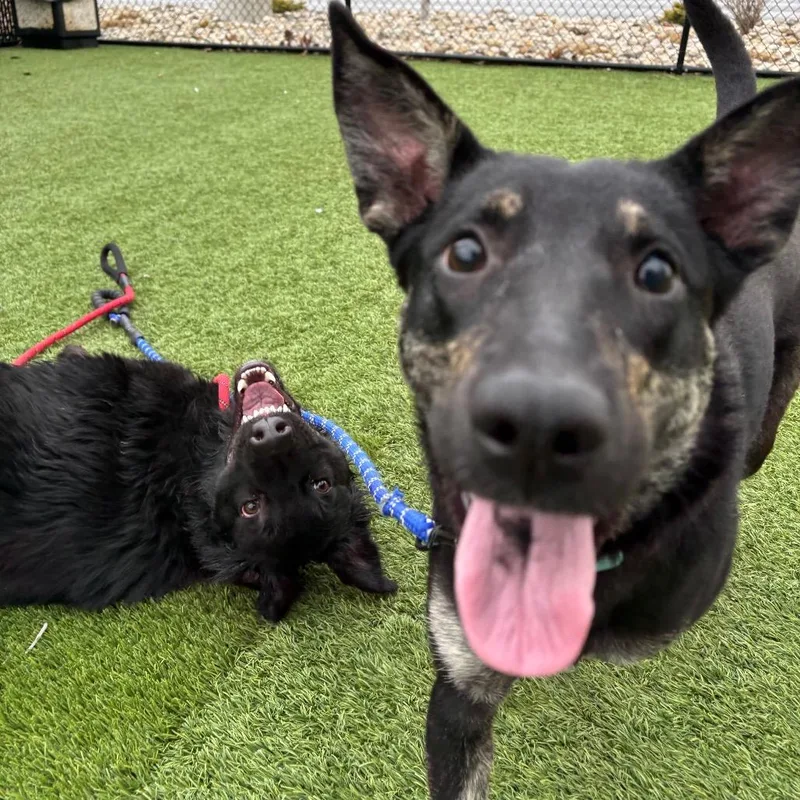 Strawberry Shortcake thumbnail 3