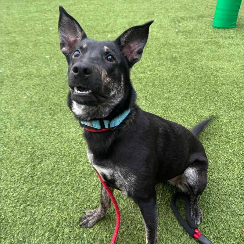 Strawberry Shortcake thumbnail 4