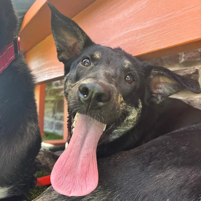 Strawberry Shortcake thumbnail 5