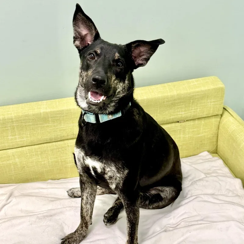 Strawberry Shortcake thumbnail 6