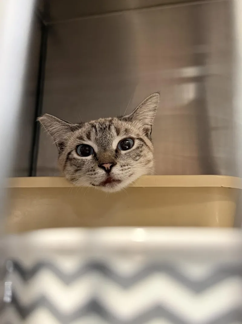 A young medium-sized female Domestic Short Hair cat named Venus for adoption in Lincoln, CA