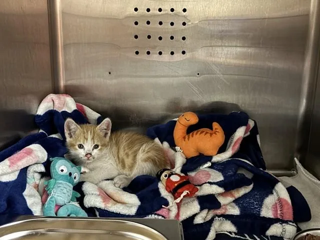 A baby small-sized male Domestic Short Hair cat named Krillin for adoption in Rancho Cucamonga, CA