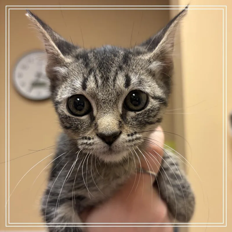 A baby small-sized male Gray / Blue / Silver Domestic Short Hair cat named FWT Gizmo for adoption in Midland, TX