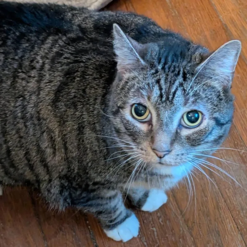 An adult large-sized male Brown / Chocolate Domestic Short Hair cat named Socks for adoption in Gloucester, VA