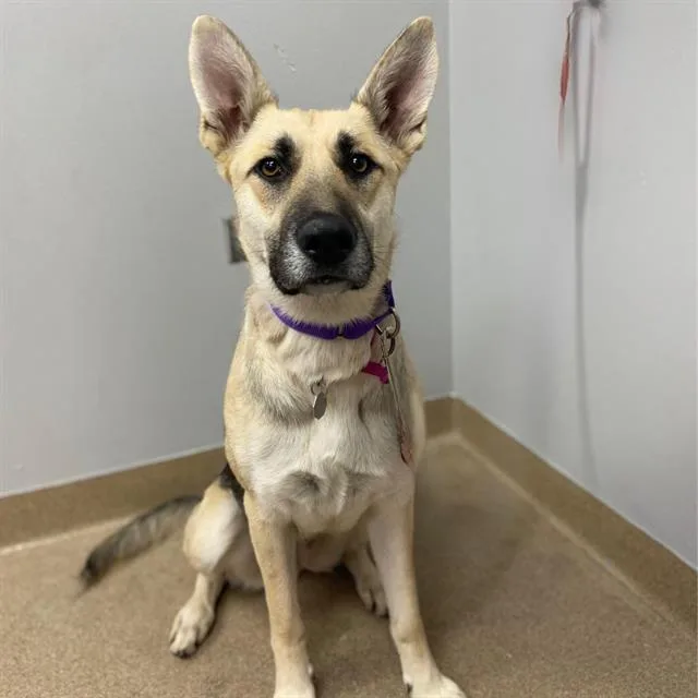 A young medium-sized female German Shepherd Dog dog named Tara for adoption in Aurora, CO