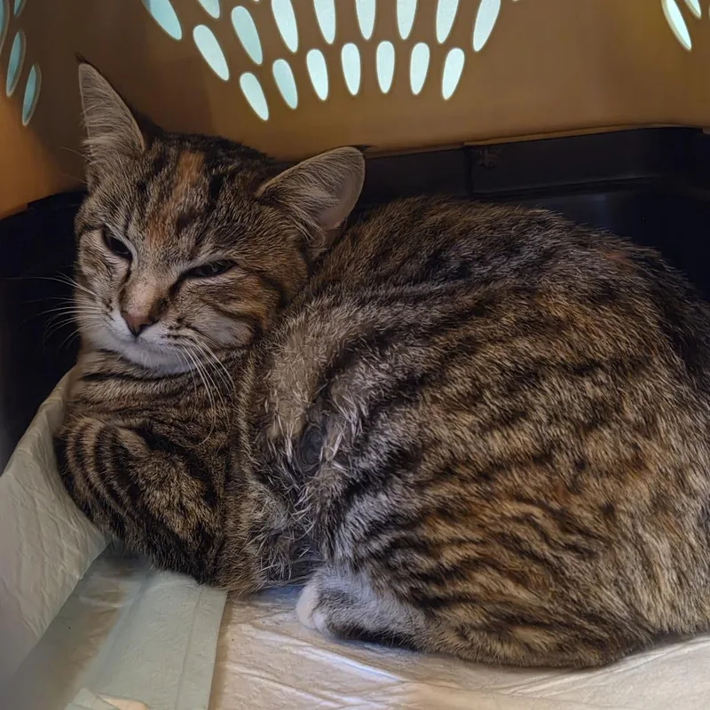 A baby small-sized female Gray / Blue / Silver Domestic Short Hair cat named Michelle for adoption in Durango, CO