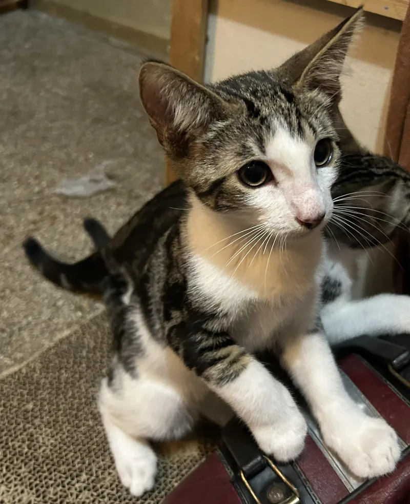 A baby medium-sized male Tabby (Brown / Chocolate) Domestic Short Hair cat named Jeffrey — The Little for adoption in Prescott, AZ