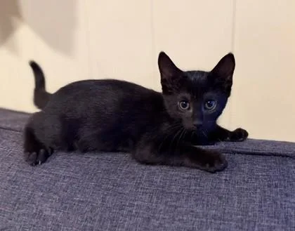 A baby small-sized female Domestic Short Hair cat named Raven for adoption in Honolulu, HI