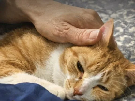 An adult medium-sized male Orange & White Domestic Short Hair cat named Kona & Maui for adoption in Waltham, MA