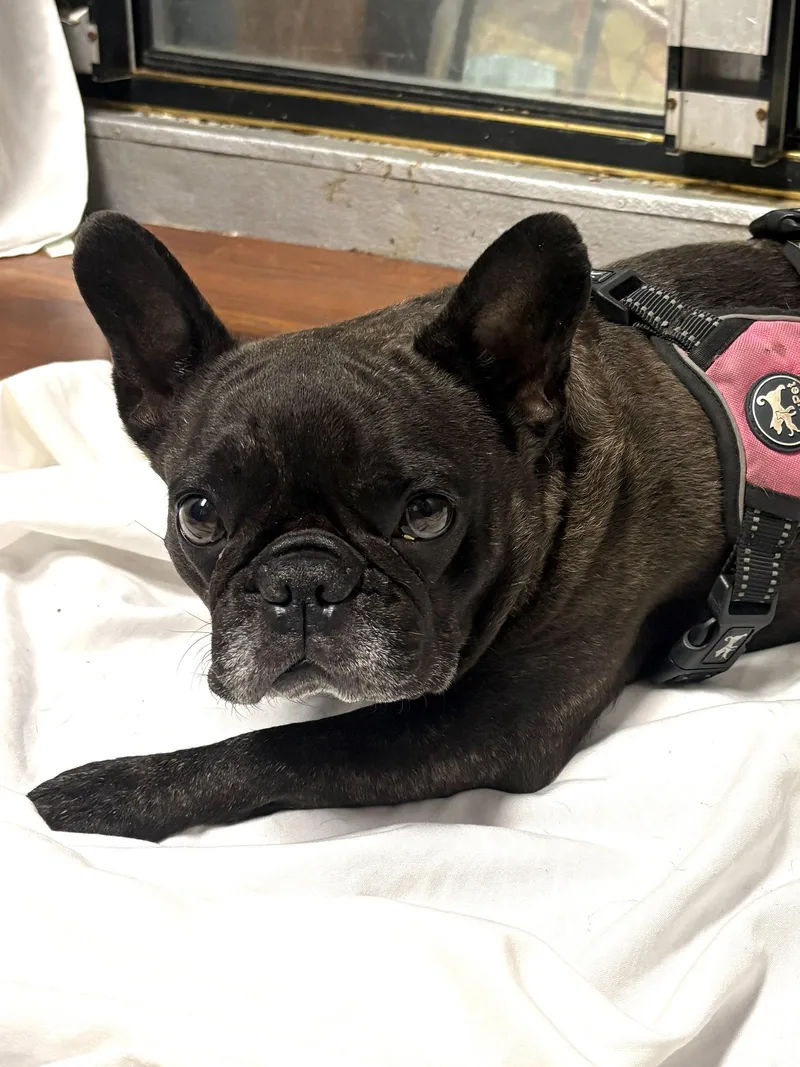 Stella