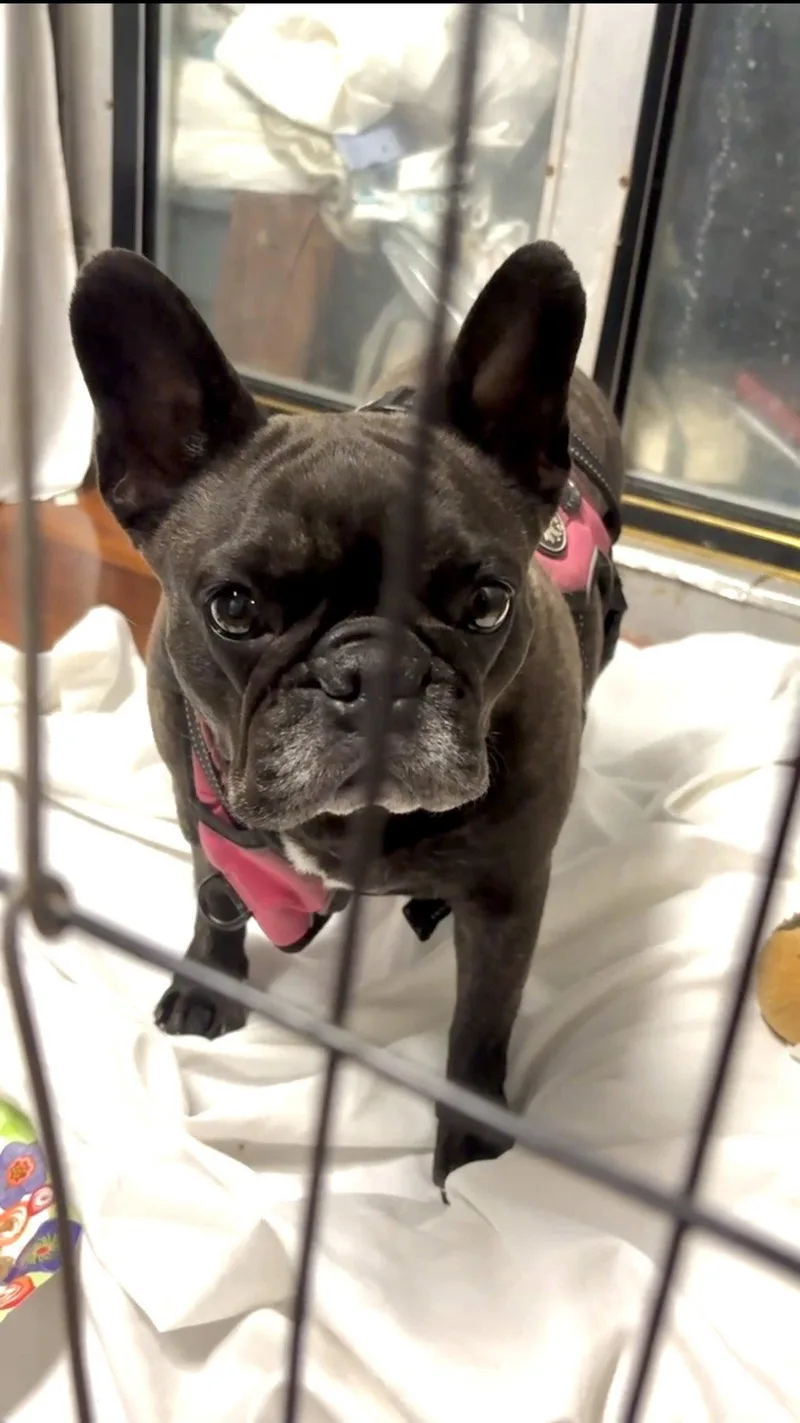 Stella thumbnail 3