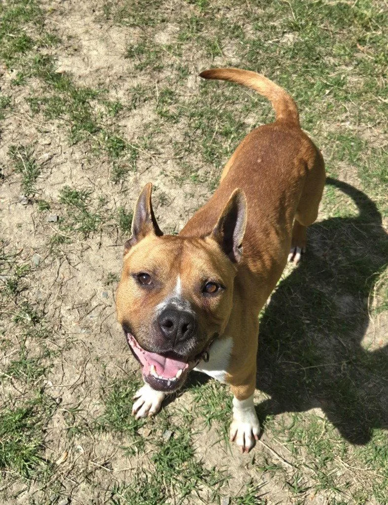 An adult medium-sized male Pit Bull Terrier dog named Da  Jerry for adoption in Glen Allen, VA