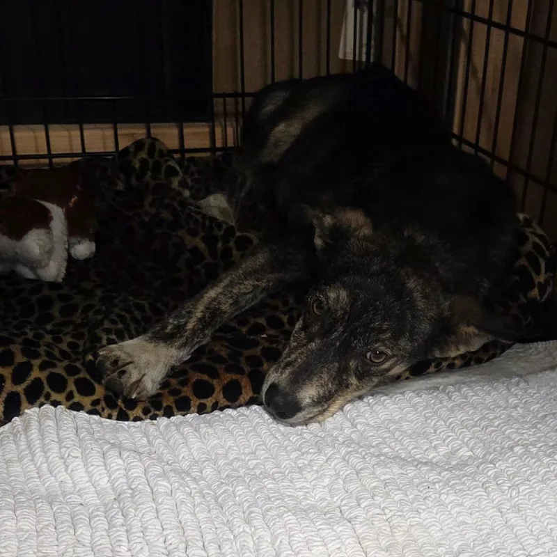 A baby small-sized male Mixed Breed dog named Todd for adoption in Bismarck, ND