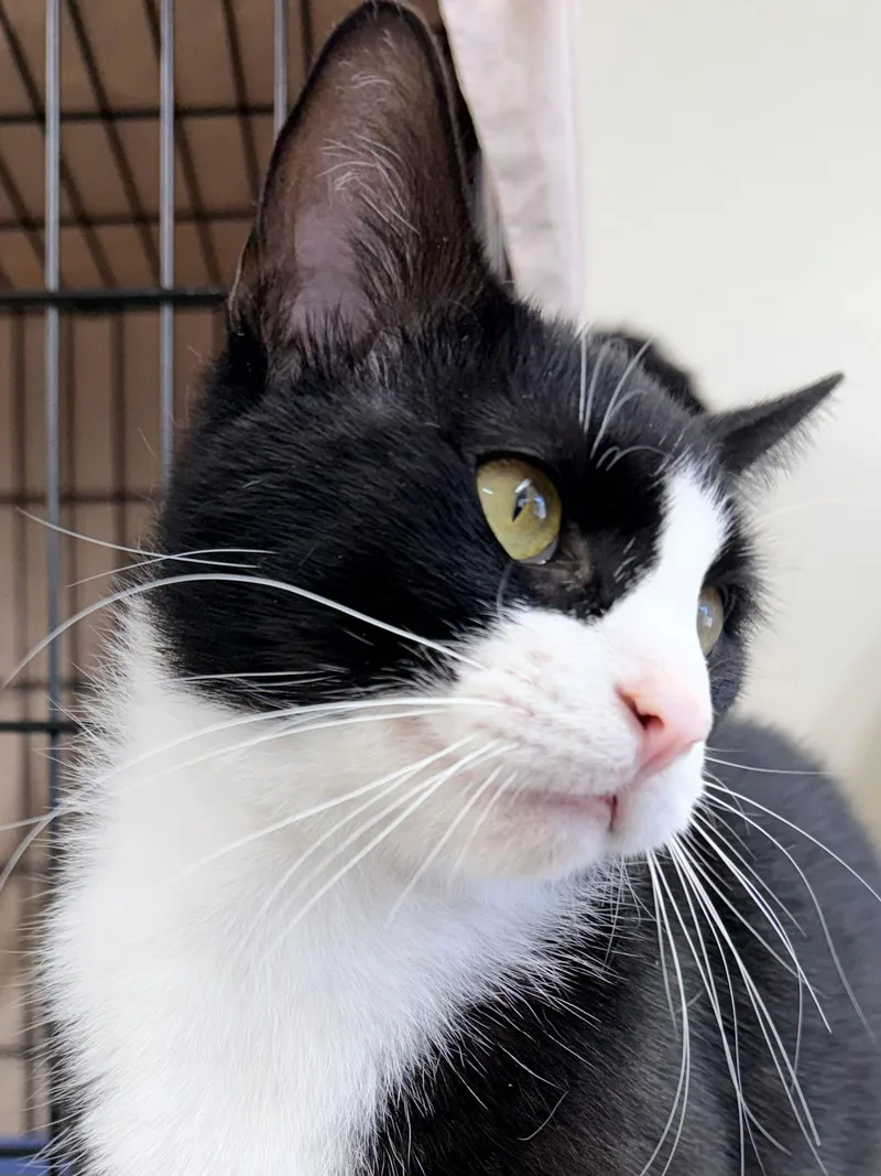 Melvillejenkintown Ps