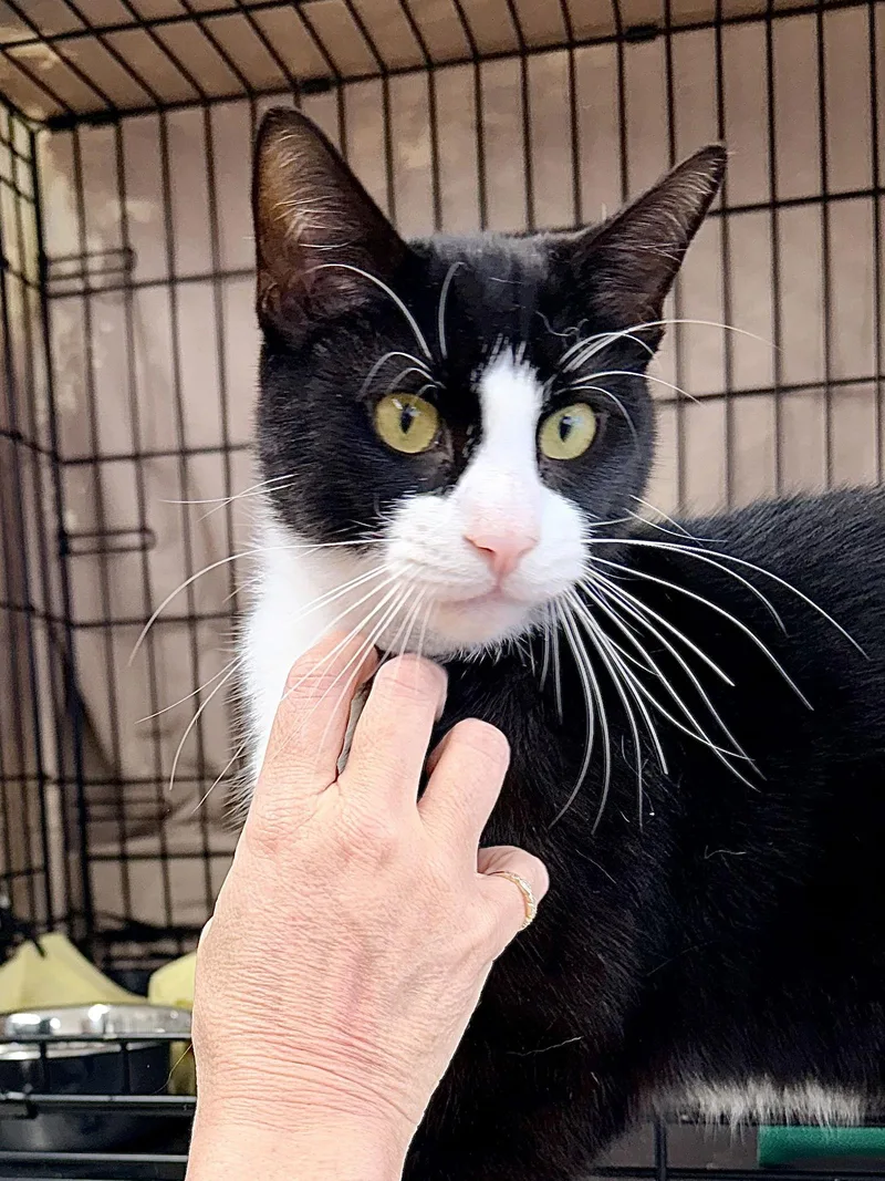 Melvillejenkintown Ps thumbnail 2