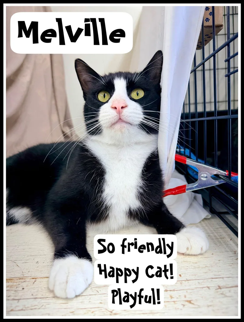 Melvillejenkintown Ps thumbnail 3