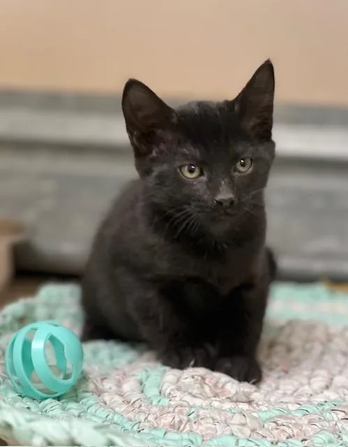 A baby medium-sized female Black Domestic Short Hair cat named 61700707 for adoption in Elko, NV