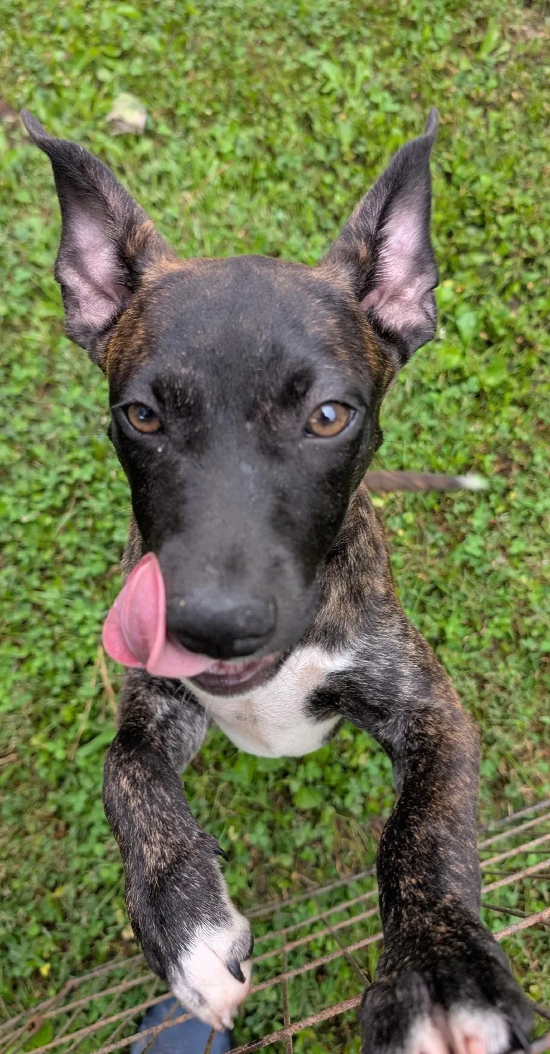 A baby medium-sized male Black Dutch Shepherd dog named Chili for adoption in Watertown, CT