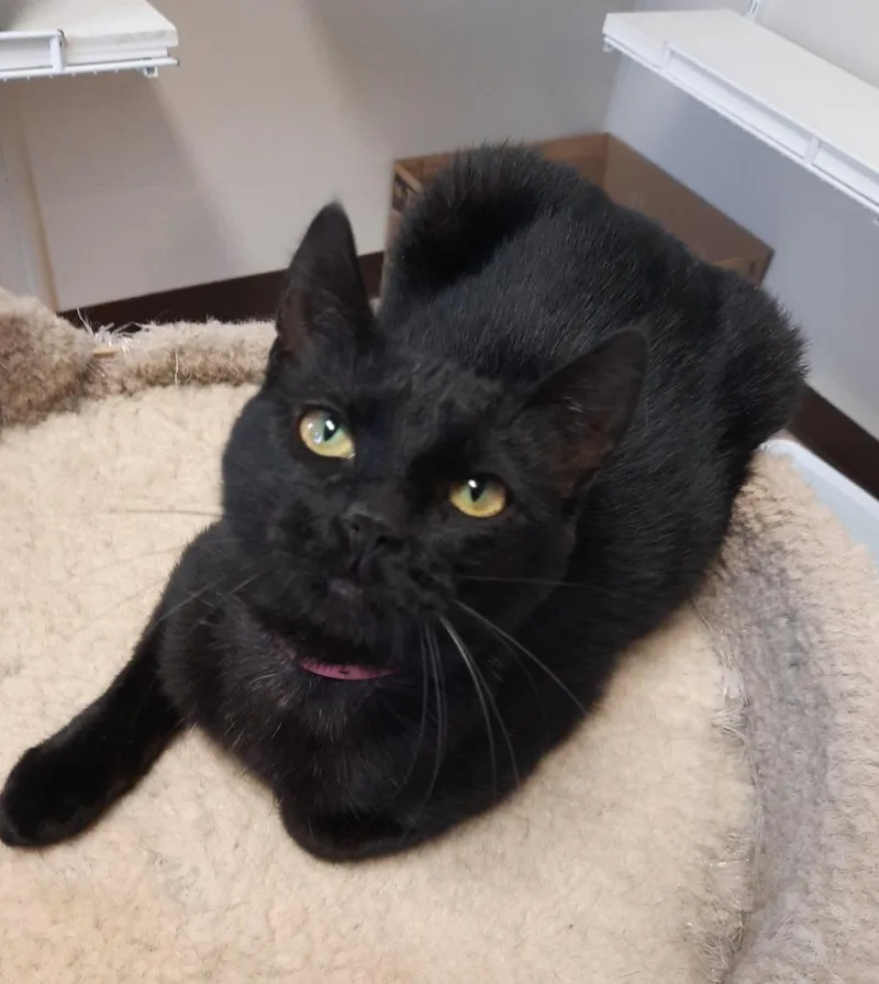 An adult small-sized female Domestic Short Hair cat named Sabrina for adoption in Fremont, OH