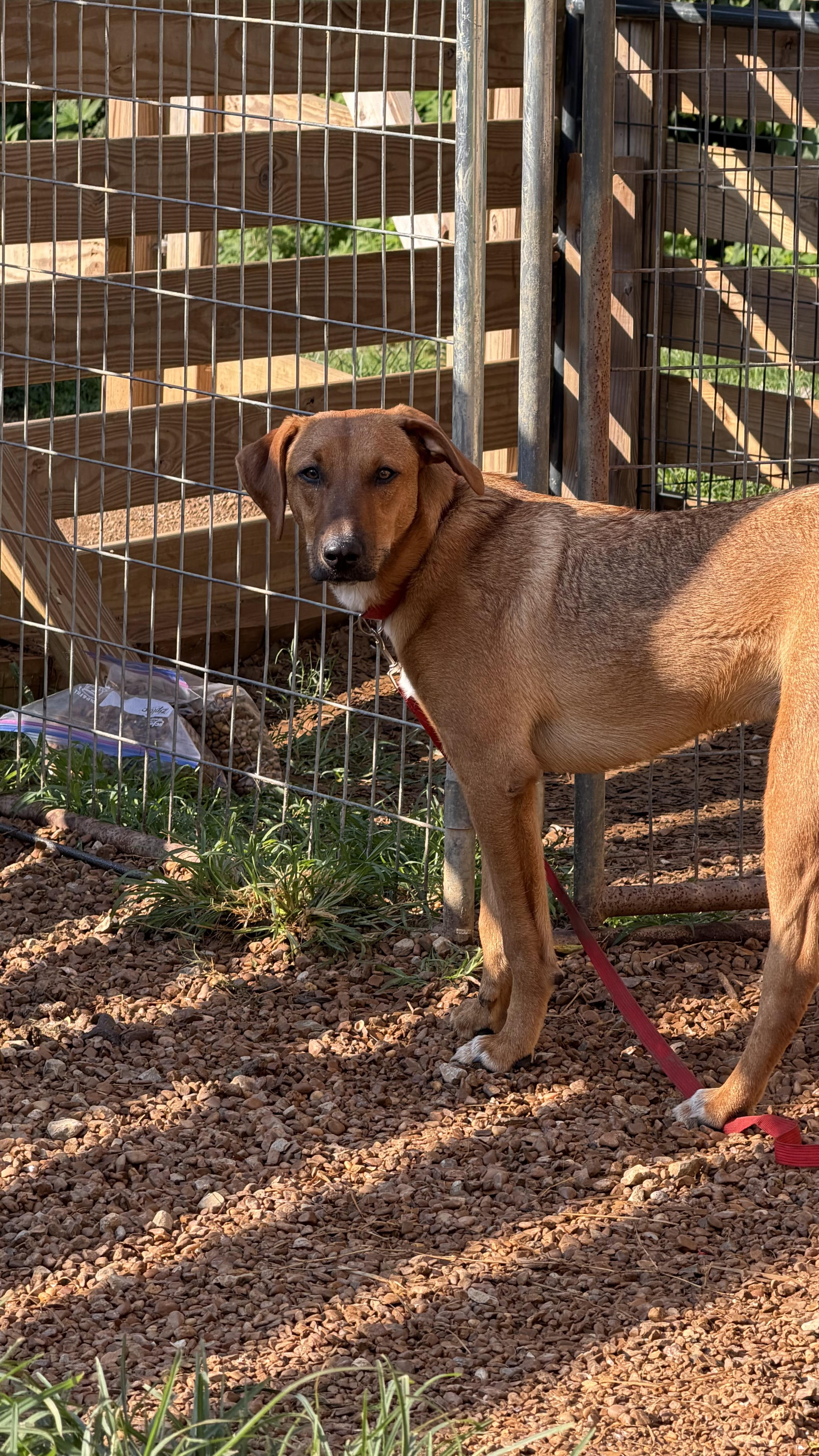 A young medium-sized male Golden Hound dog named Zach for adoption in Hendersonville, TN