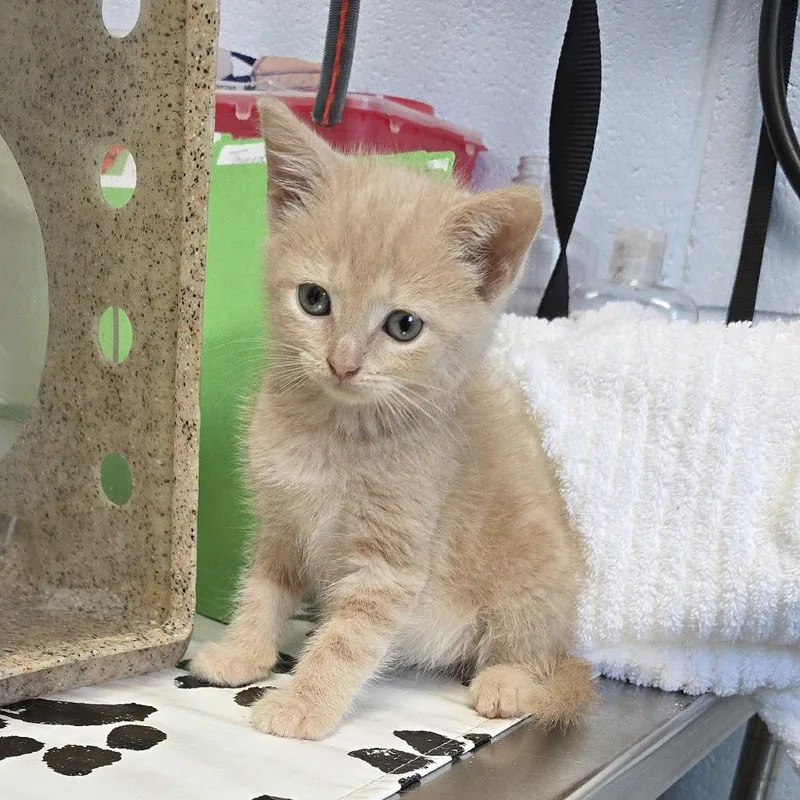 A baby small-sized male Buff / Tan / Fawn Domestic Short Hair cat named James for adoption in Mebane, NC
