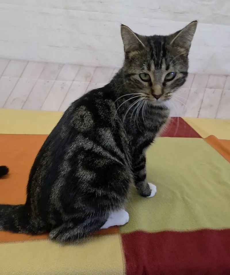 An adult medium-sized female Tabby (Brown / Chocolate) Domestic Short Hair cat named JessiCAT for adoption in Red Wing, MN