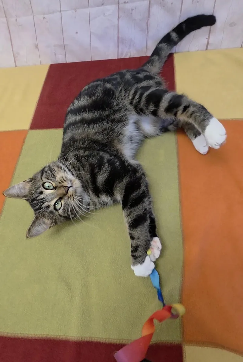 JessiCAT thumbnail 4