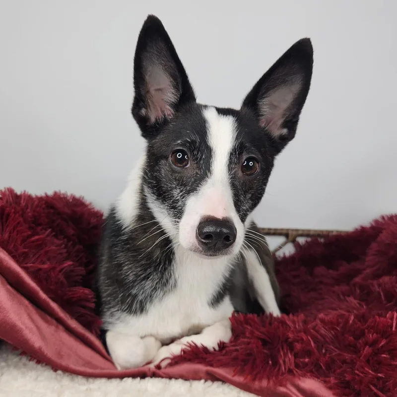 A senior small-sized male Black Terrier dog named Flip Flop for adoption in Fort Wayne, IN