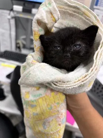 A baby small-sized male Domestic Short Hair cat named Muffin for adoption in San Martin, CA