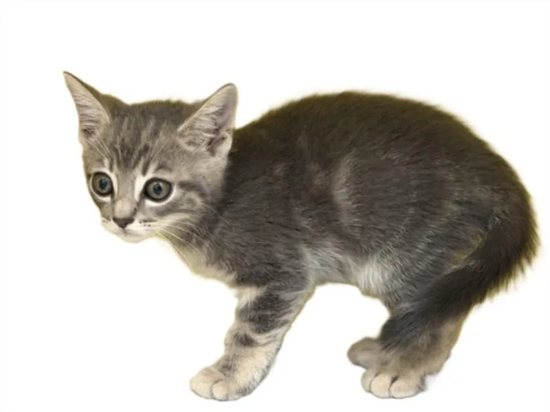 A baby small-sized male Domestic Short Hair cat named Jelly for adoption in Los Angeles, CA
