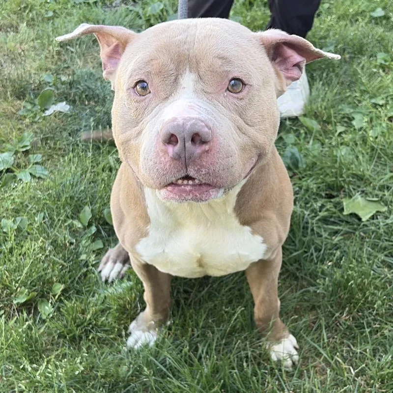 An adult medium-sized male Yellow / Tan / Blond / Fawn Pit Bull Terrier dog named Buble for adoption in Newark, NJ