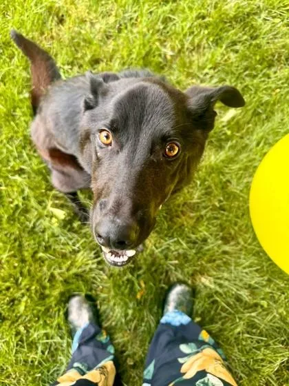 A young large-sized male German Shepherd Dog dog named Eclipse for adoption in Malvern, PA
