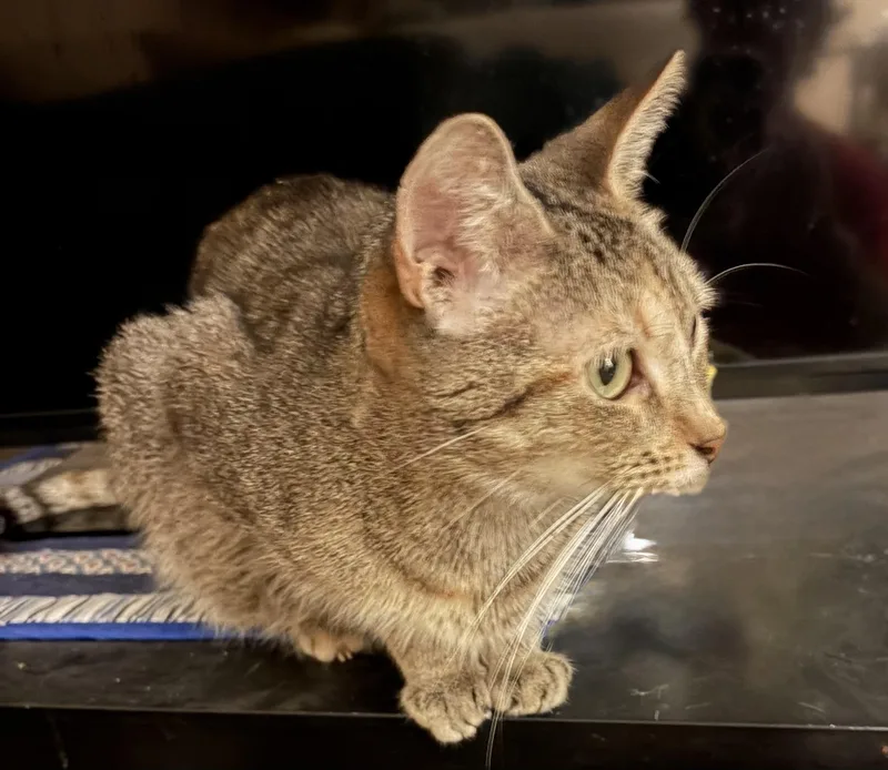 A young medium-sized female Tabby (Buff / Tan / Fawn) Domestic Short Hair cat named Ziggy for adoption in Houghton Lake, MI