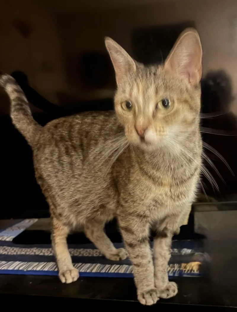 Ziggy thumbnail 3