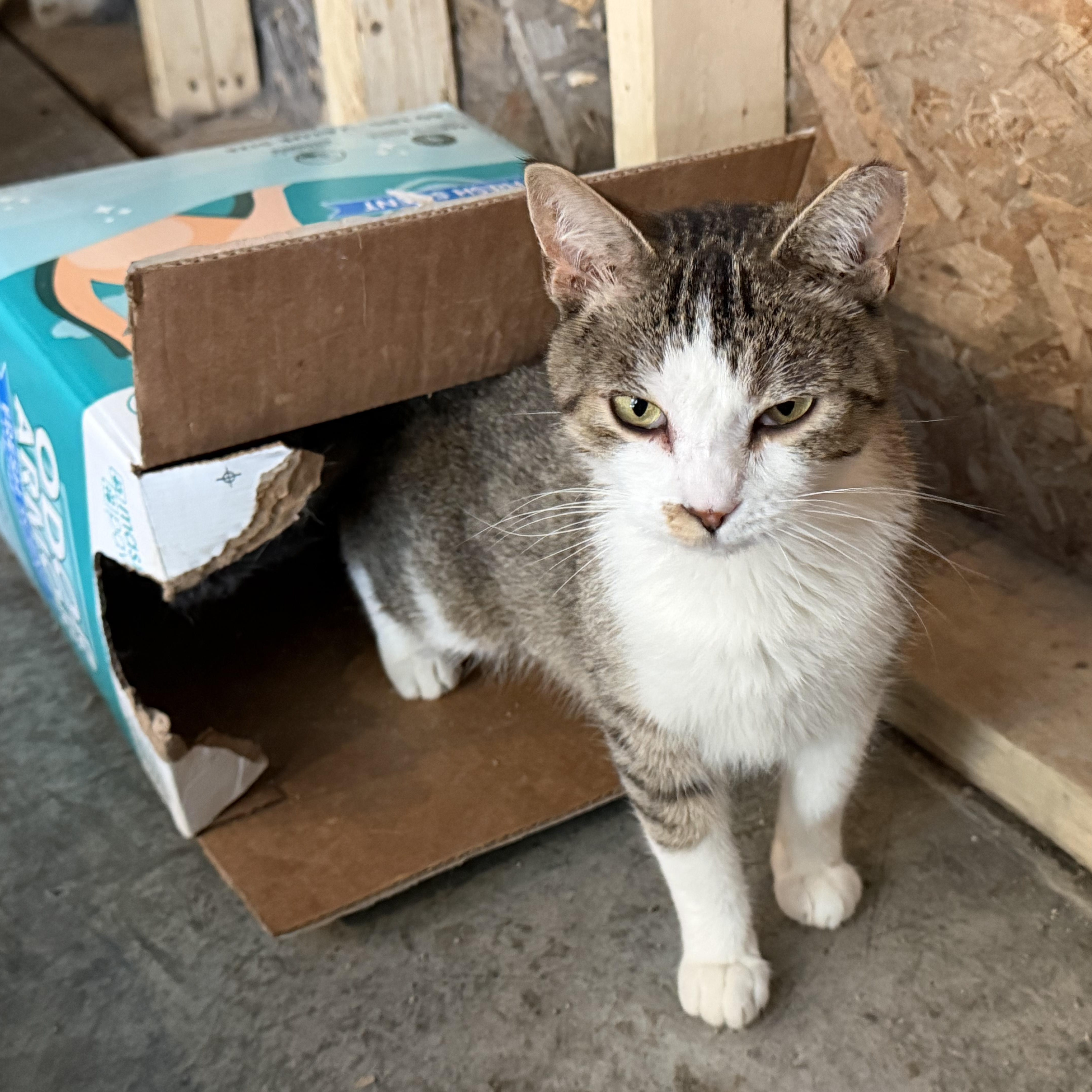 An adult medium-sized female Tabby (Buff / Tan / Fawn) Domestic Short Hair cat named Ariel for adoption in Stockholm, WI