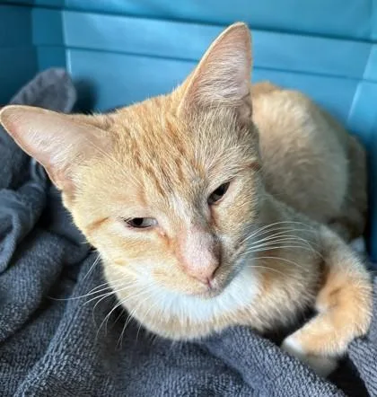 A young medium-sized male Domestic Short Hair cat named Oliver for adoption in Savannah, GA