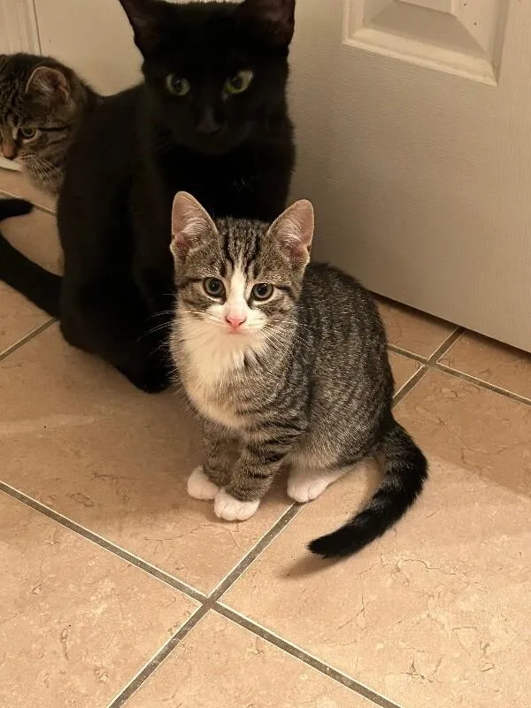 A baby medium-sized female Tabby (Gray / Blue / Silver) Domestic Short Hair cat named Angel for adoption in Colmar, PA