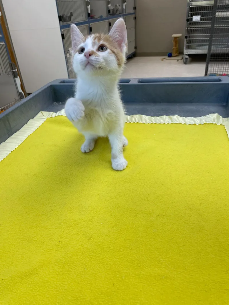 A baby medium-sized male Orange & White Domestic Short Hair cat named Tide for adoption in Neillsville, WI