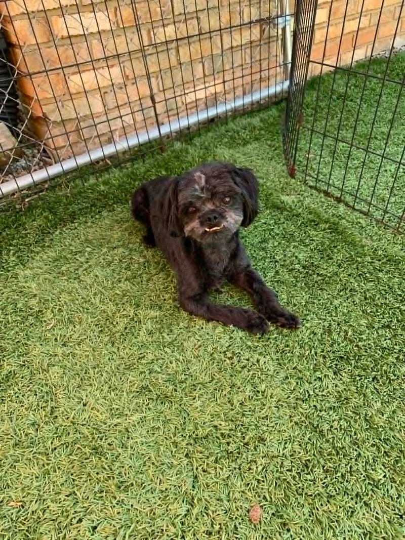 An adult small-sized male Black Lhasa Apso dog named Kodak for adoption in Douglas, MA