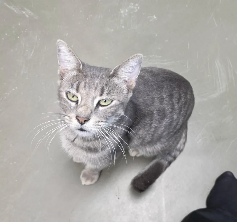 A young medium-sized female Tabby cat named Blair for adoption in Magnolia Springs, AL