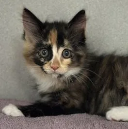 A baby medium-sized female Tortoiseshell cat named Fiona for adoption in Red Bluff, CA