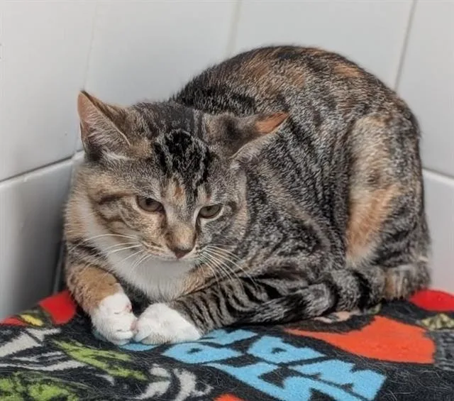 A baby small-sized female Domestic Short Hair cat named Spicy for adoption in Canfield, OH