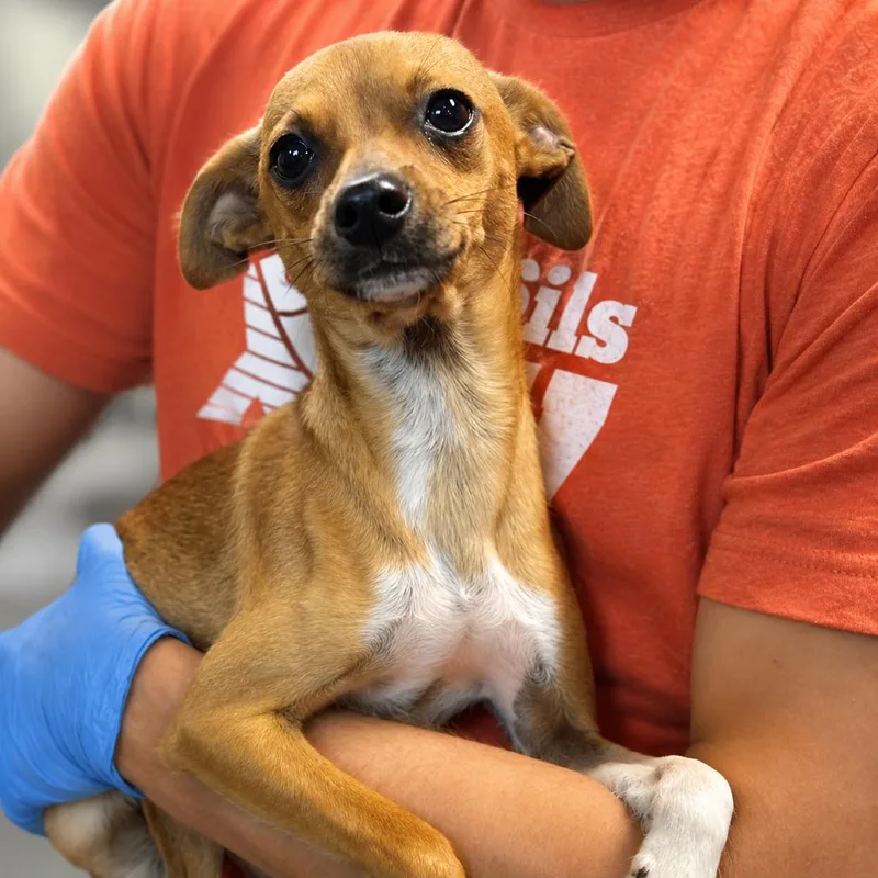 An adult small-sized male Yellow / Tan / Blond / Fawn Chihuahua dog named Rocky for adoption in Hopkinton, MA