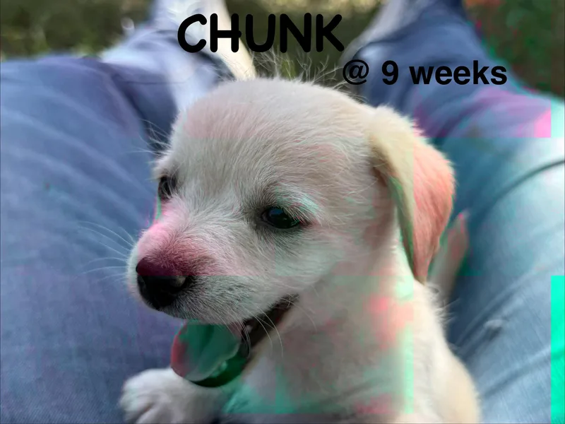 A baby small-sized male Apricot / Beige Chiweenie dog named Chunk for adoption in Bastrop, TX