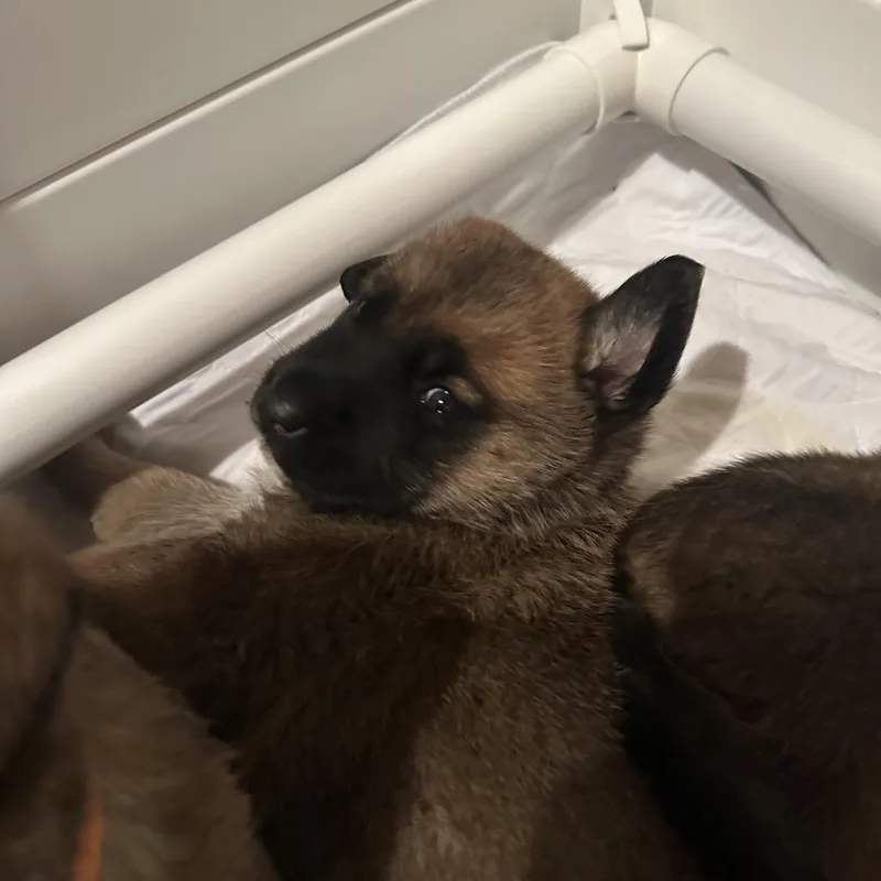 Daisy Duke thumbnail 2