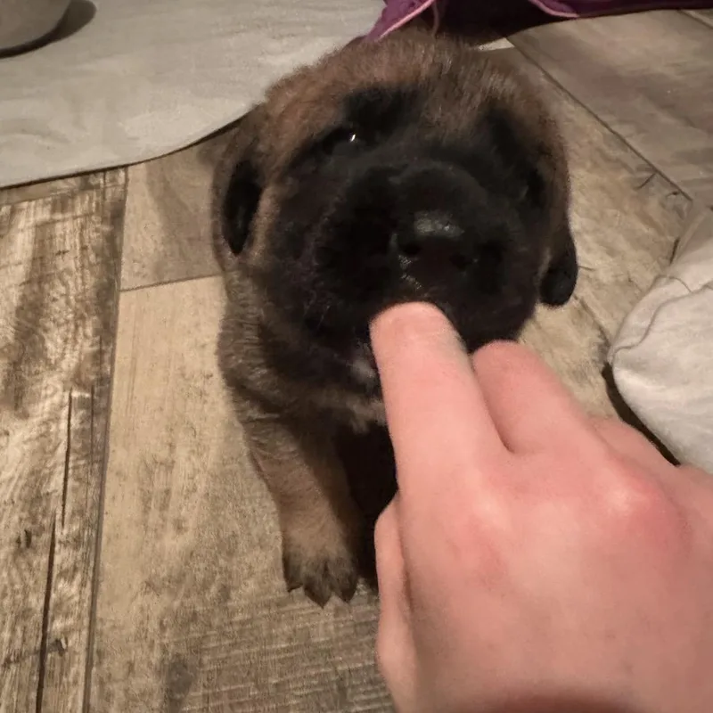 Daisy Duke thumbnail 3