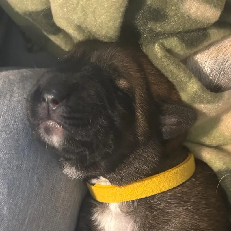 Daisy Duke thumbnail 6