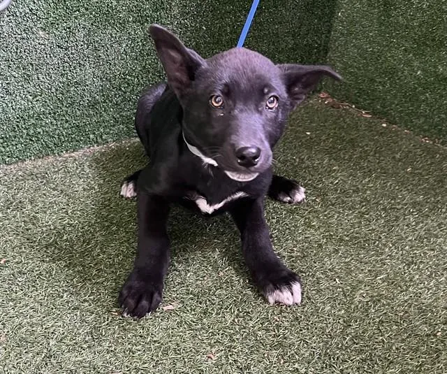 A baby small-sized female Border Collie dog named Bear for adoption in Lancaster, CA